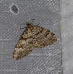 Xanthorhoe abrasaria