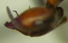 Formica pressilabris