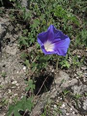 Ipomoea laeta