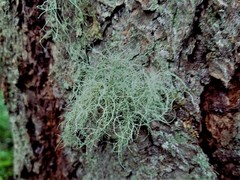 Usnea scabrata