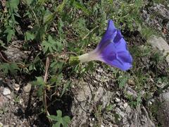 Ipomoea laeta