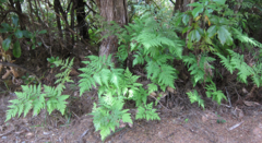 Loxsoma cunninghamii