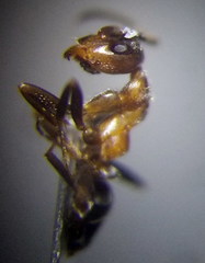 Formica rufibarbis
