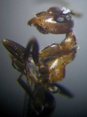Formica rufibarbis