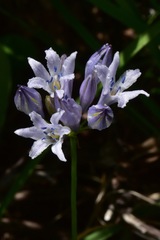 Triteleia crocea