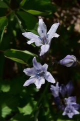 Triteleia crocea