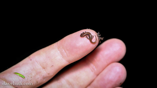 Allegheny Mountain Dusky Salamander