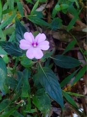 Impatiens platypetala