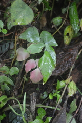Adiantum macrophyllum