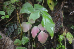 Adiantum macrophyllum