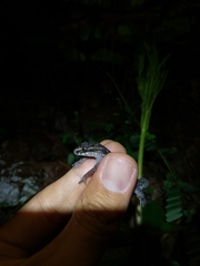 Cyrtodactylus semiadii