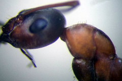Formica rufibarbis