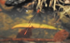 Teinobasis rufithorax