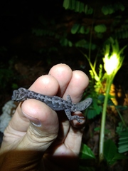 Cyrtodactylus semiadii