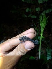 Cyrtodactylus semiadii