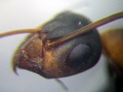 Formica rufibarbis