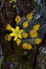 Triteleia crocea
