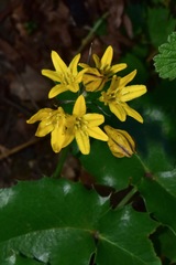 Triteleia crocea