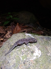 Cyrtodactylus semiadii