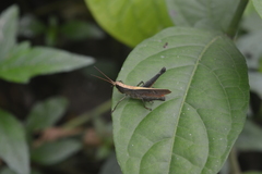 Maculiparia rotundata