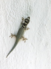 Lygodactylus mombasicus