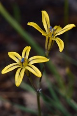 Triteleia dudleyi