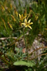 Triteleia dudleyi
