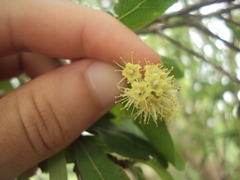 Terminalia australis