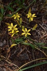 Triteleia dudleyi