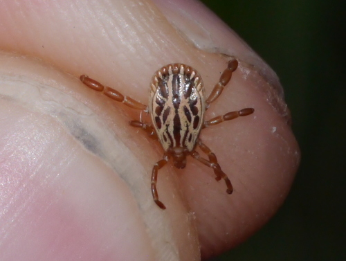 Amblyomma triste photo 5