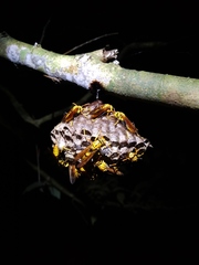 Polistes diabolicus