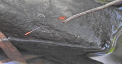 Teinobasis rufithorax