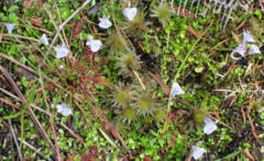 Utricularia sandersonii