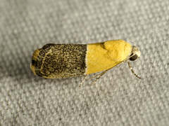 Ponometia clausula