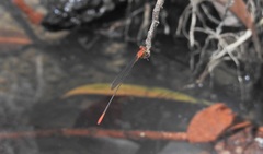 Teinobasis rufithorax