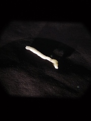 Pentastomida