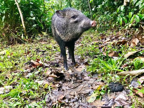 クビワペッカリー