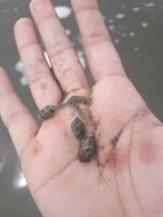 Olivella columellaris