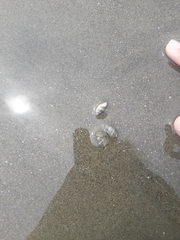 Olivella columellaris