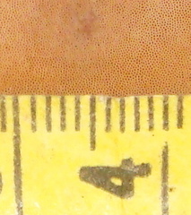 Physisporinus