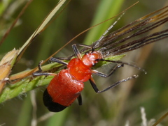 Chauliognathus lecontei