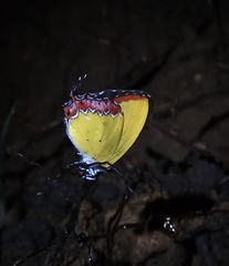 Heliophorus epicles