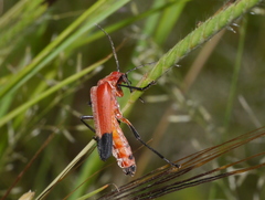Chauliognathus lecontei