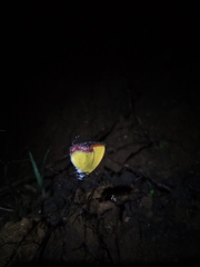 Heliophorus epicles