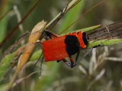 Chauliognathus lecontei