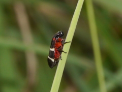 Aeneolamia albofasciata