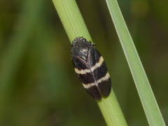 Aeneolamia albofasciata