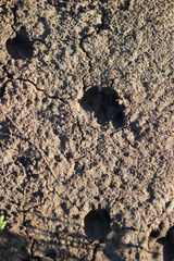 Odocoileus virginianus sinaloae