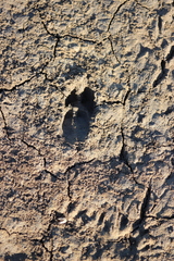 Odocoileus virginianus sinaloae