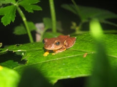 Rhacophorus margaritifer